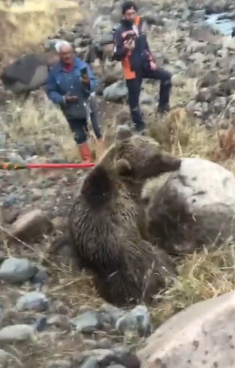 Muş’ta yaralı ayı tedavi altına alındı
