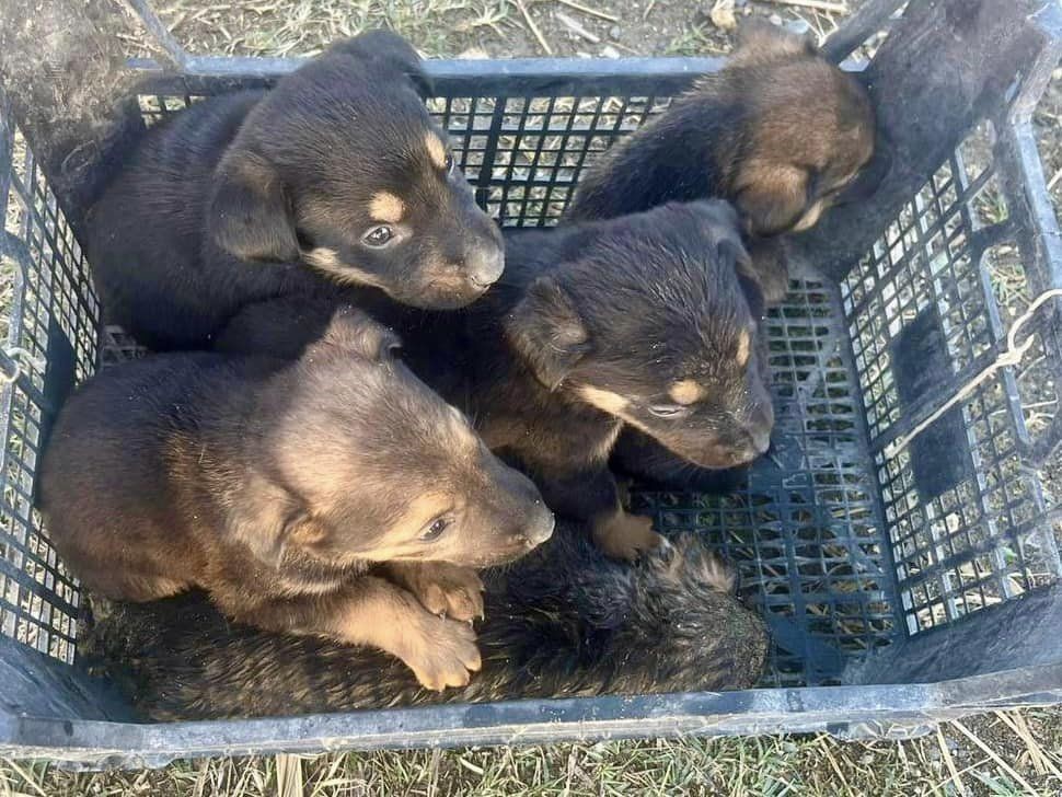 Samandağ’da yağmur suyu giderinde mahsur kalan yavru köpekler kurtarıldı
