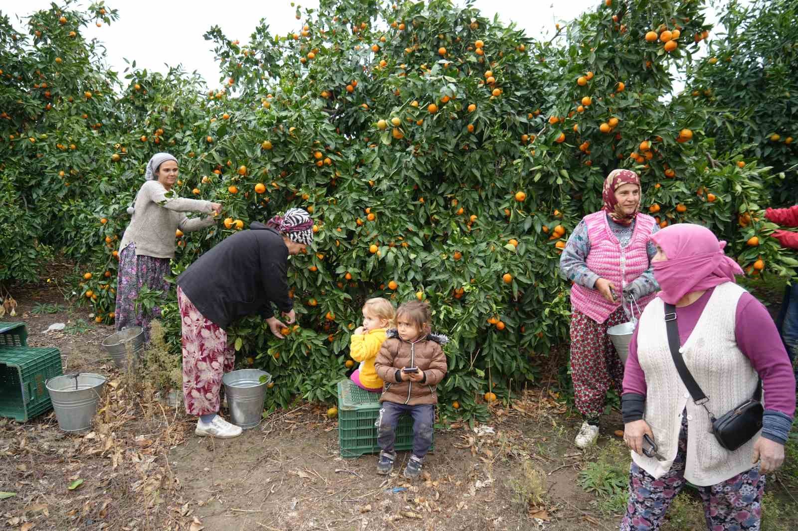 Coğrafi işaretli Havran mandalinasında hasat başladı
