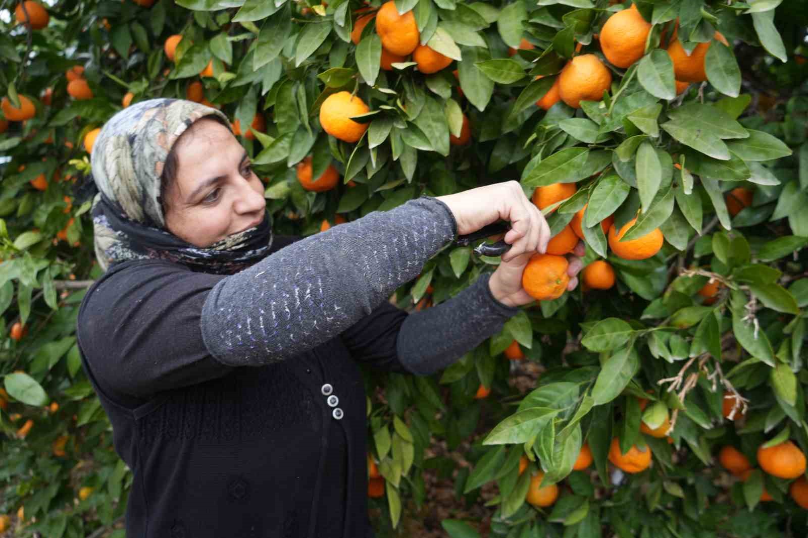 Coğrafi işaretli Havran mandalinasında hasat başladı
