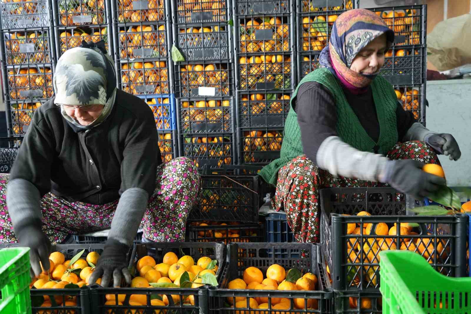 Coğrafi işaretli Havran mandalinasında hasat başladı
