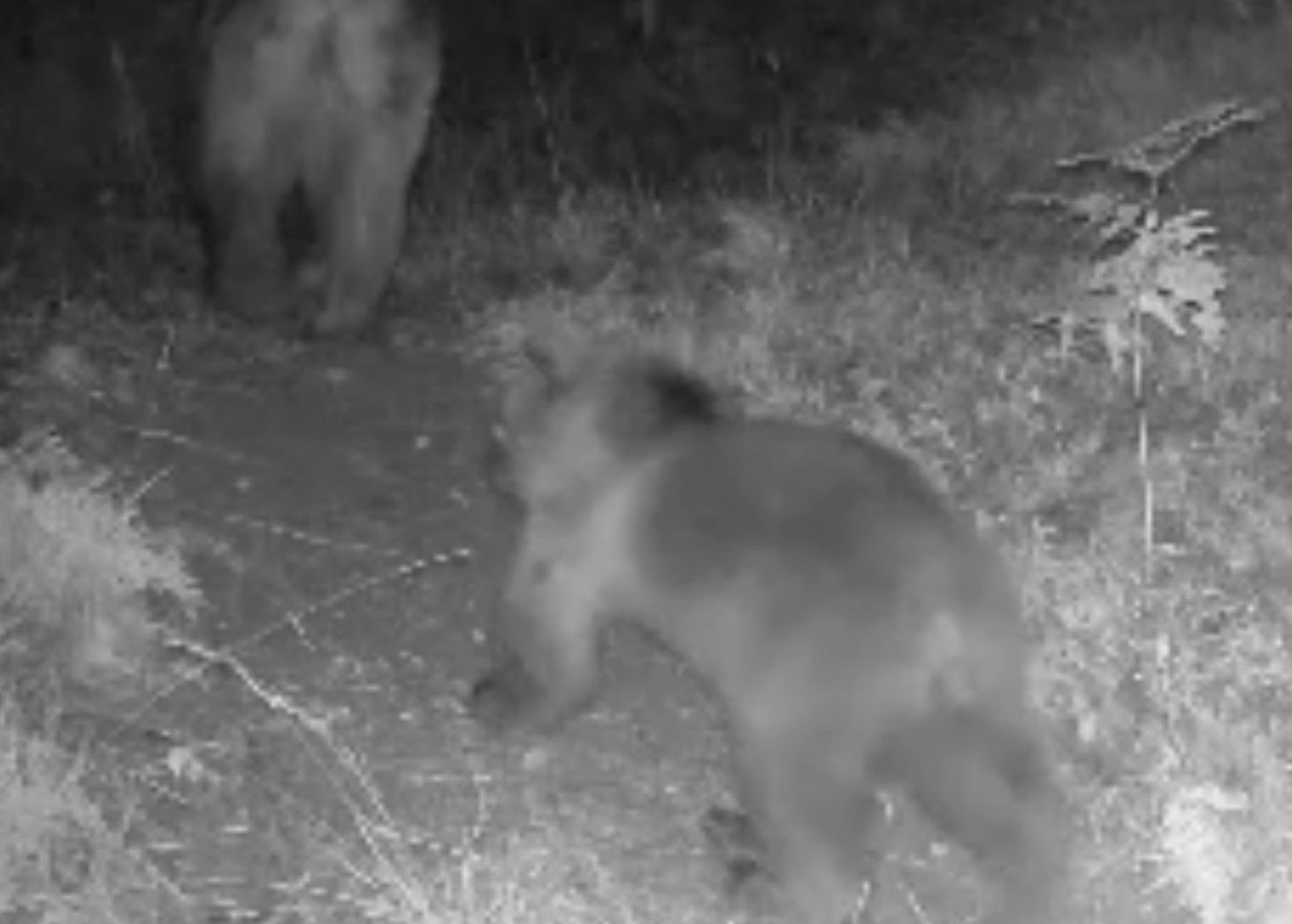 Bolu’da yaban hayatı fotokapanlara yansıdı
