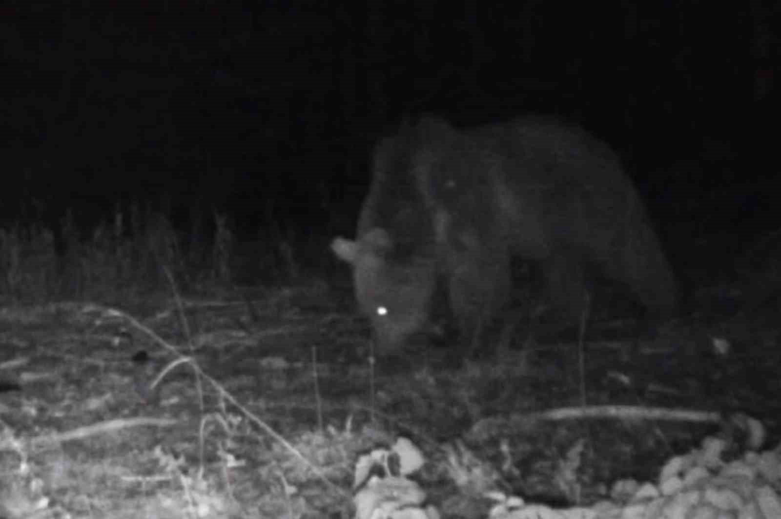 Bolu’da yaban hayatı fotokapanlara yansıdı
