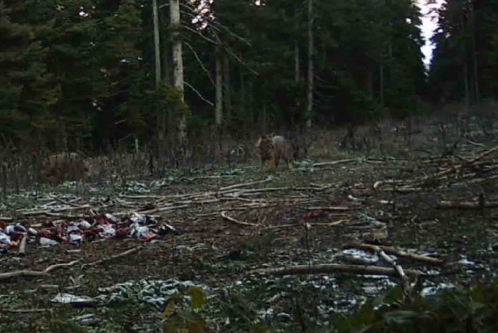 Bolu’da yaban hayatı fotokapanlara yansıdı
