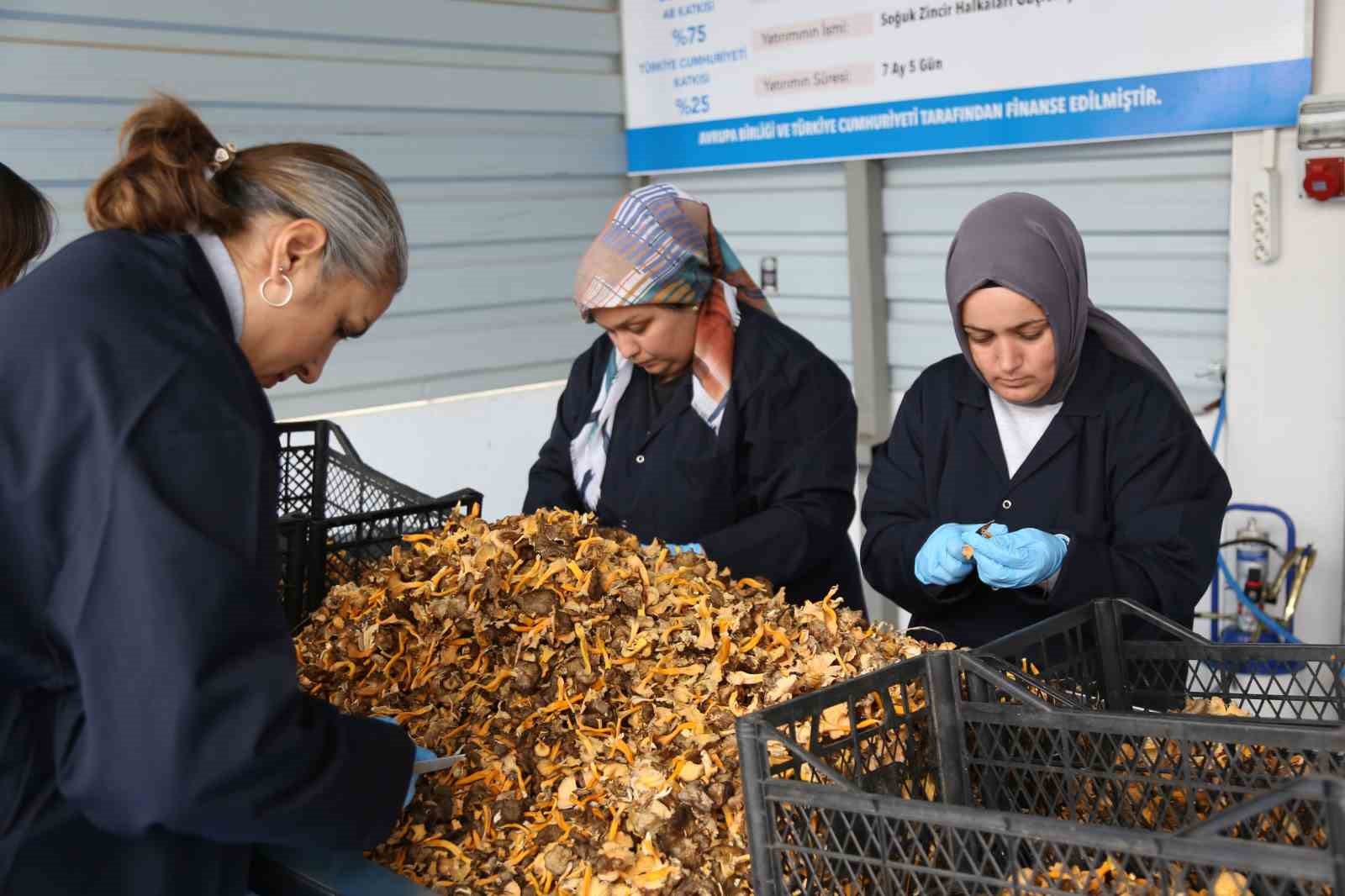 Kastamonu ormanlarından Avrupa’ya 100 milyon liralık mantar ihracatı
