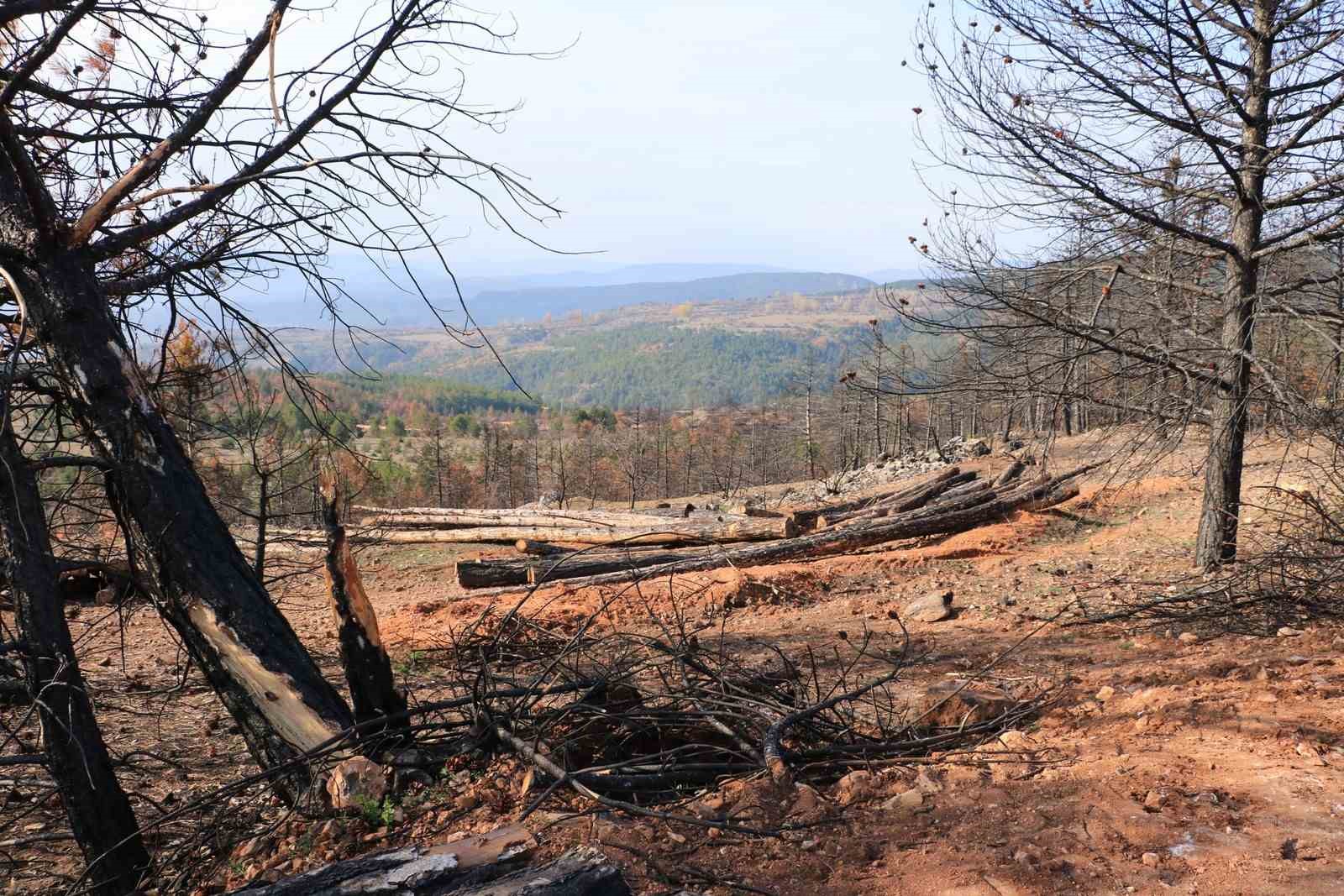 Yangında küle dönen Ilgaz Dağı yeniden yeşillenecek
