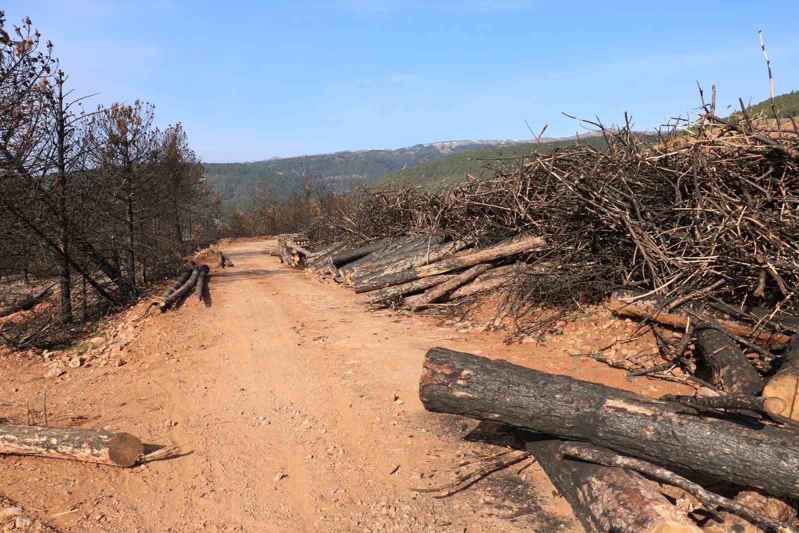 Yangında küle dönen Ilgaz Dağı yeniden yeşillenecek
