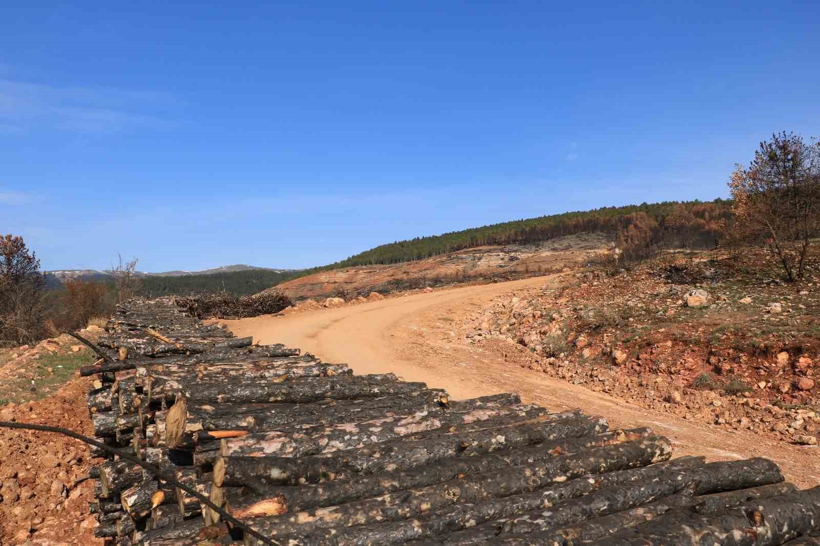 Yangında küle dönen Ilgaz Dağı yeniden yeşillenecek
