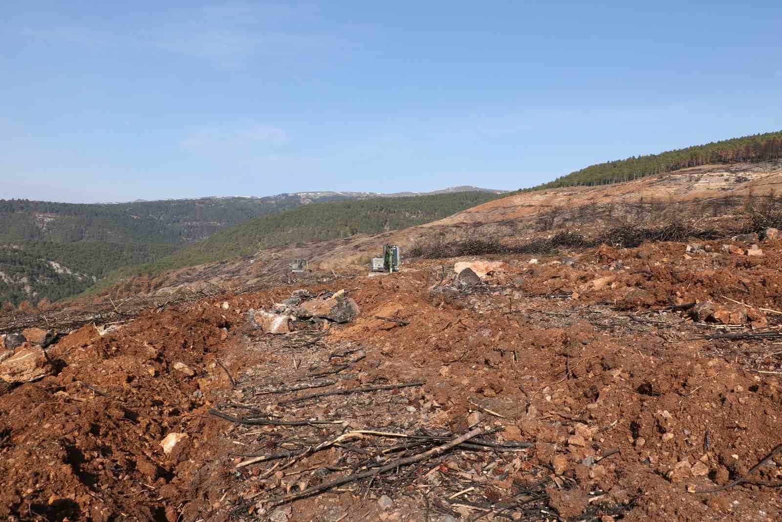 Yangında küle dönen Ilgaz Dağı yeniden yeşillenecek
