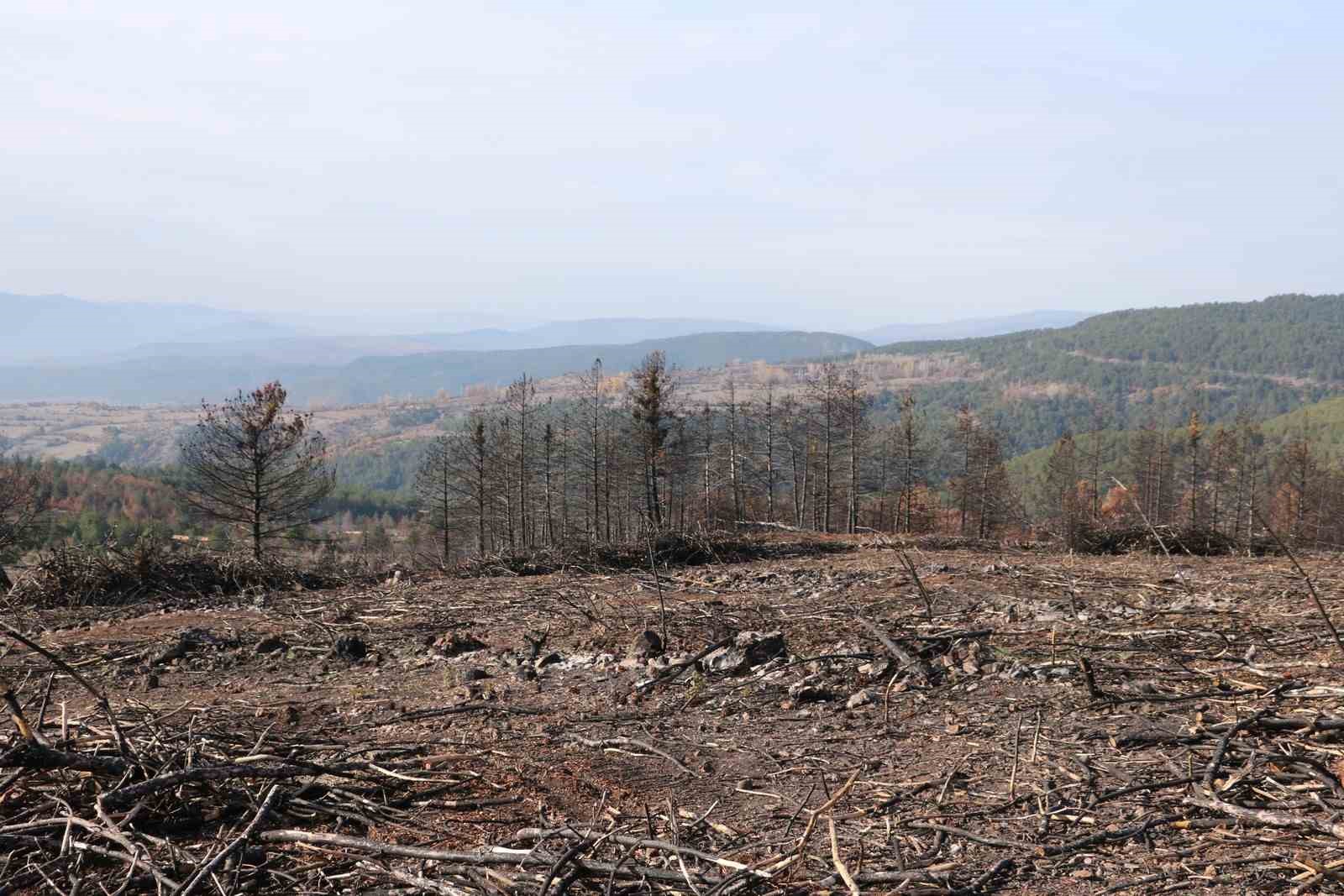 Yangında küle dönen Ilgaz Dağı yeniden yeşillenecek
