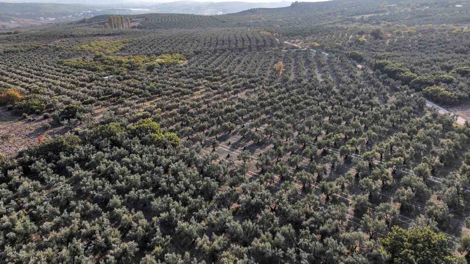 Mudanya Belediyesi zeytinde kendi markasını kuracak
