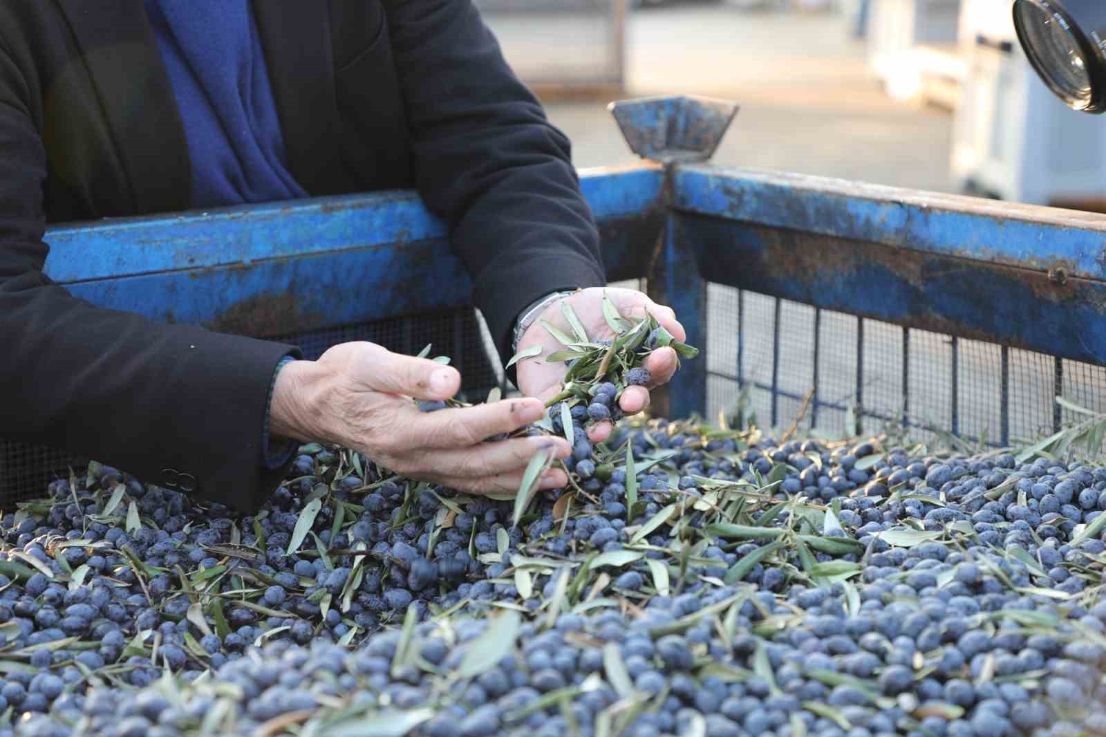 Mudanya Belediyesi zeytinde kendi markasını kuracak
