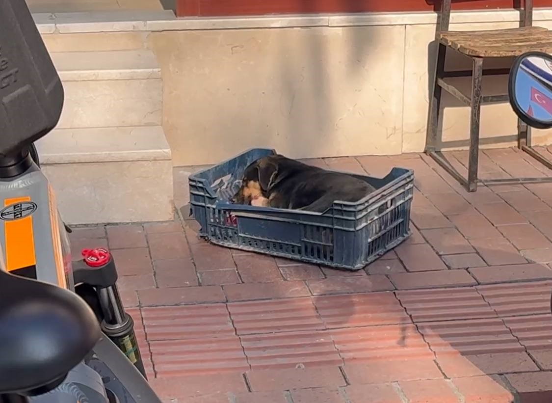 Duyarsız sürücünün çarptığı köpeğe zabıta ekipleri sahip çıktı
