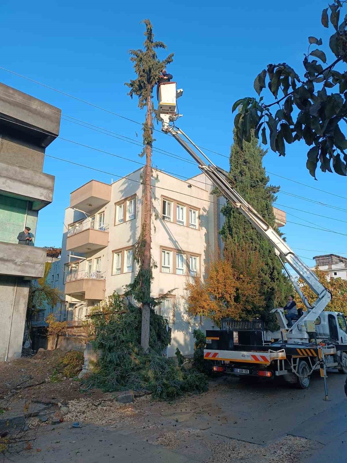 Adıyaman Belediyesinden kapsamlı ağaç budaması
