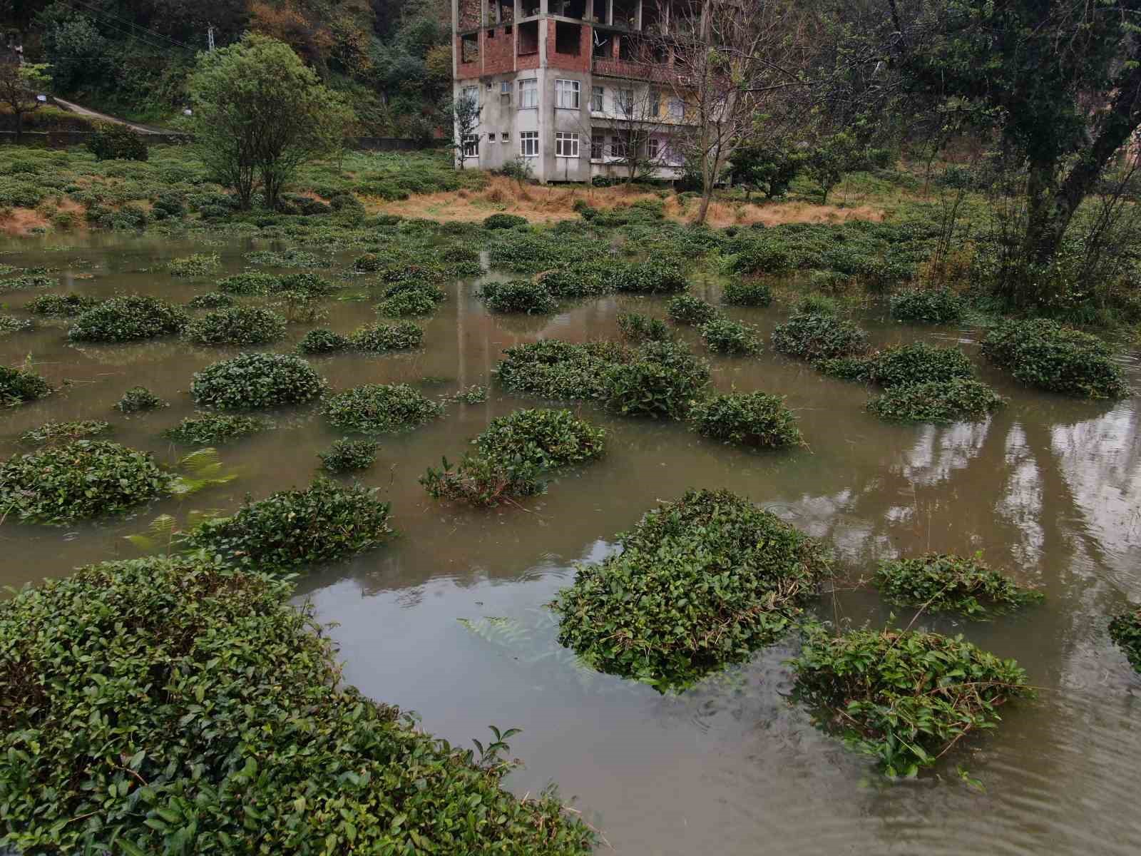 Rize’deki şiddetli yağıştan tarım arazileri de nasibini aldı
