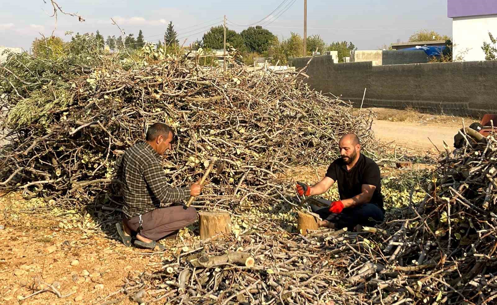 Fıstığın budanan dalları yakacak olarak değerlendiriliyor
