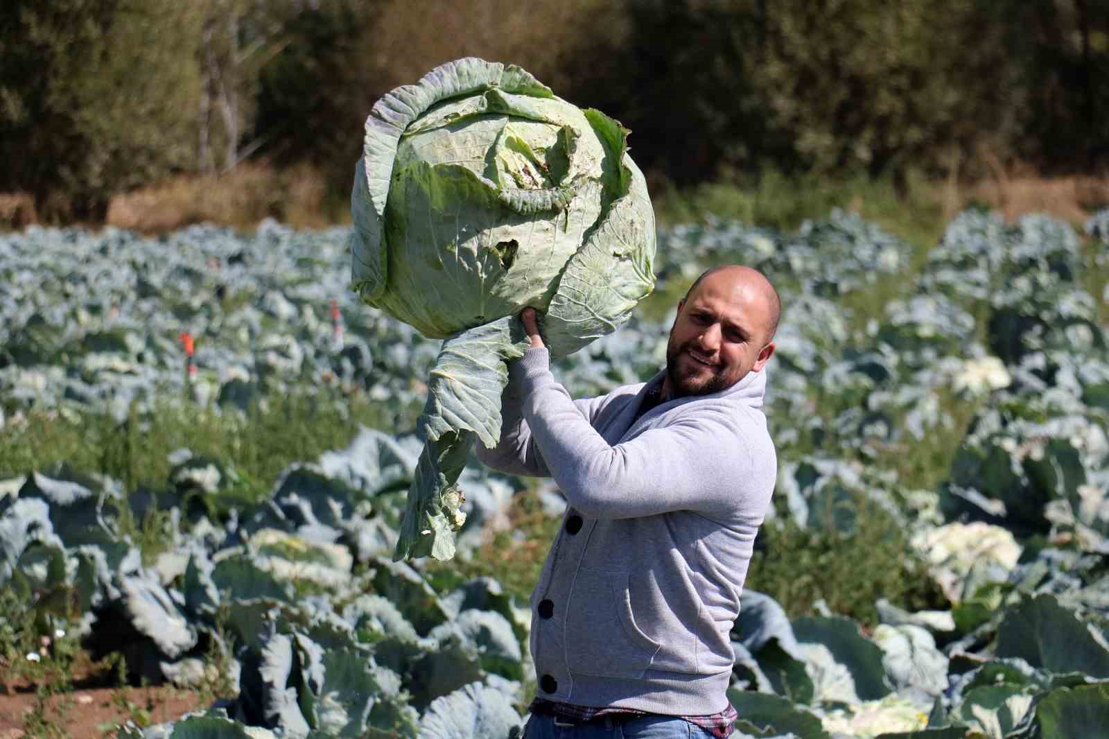 Dev lahanalara nazar değil, büyümeyen lahanalar tarlada kaldı
