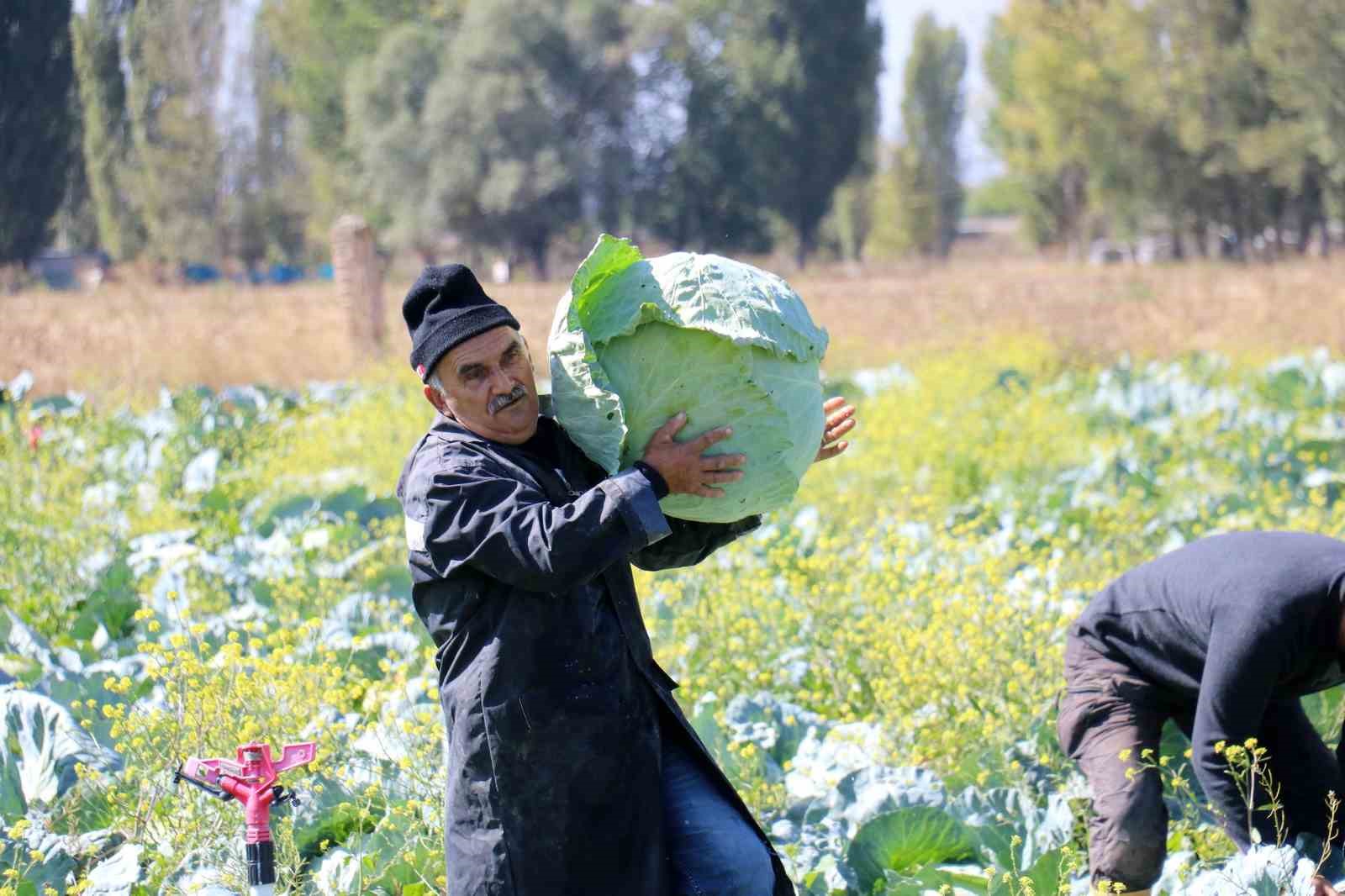 Dev lahanalara nazar değil, büyümeyen lahanalar tarlada kaldı
