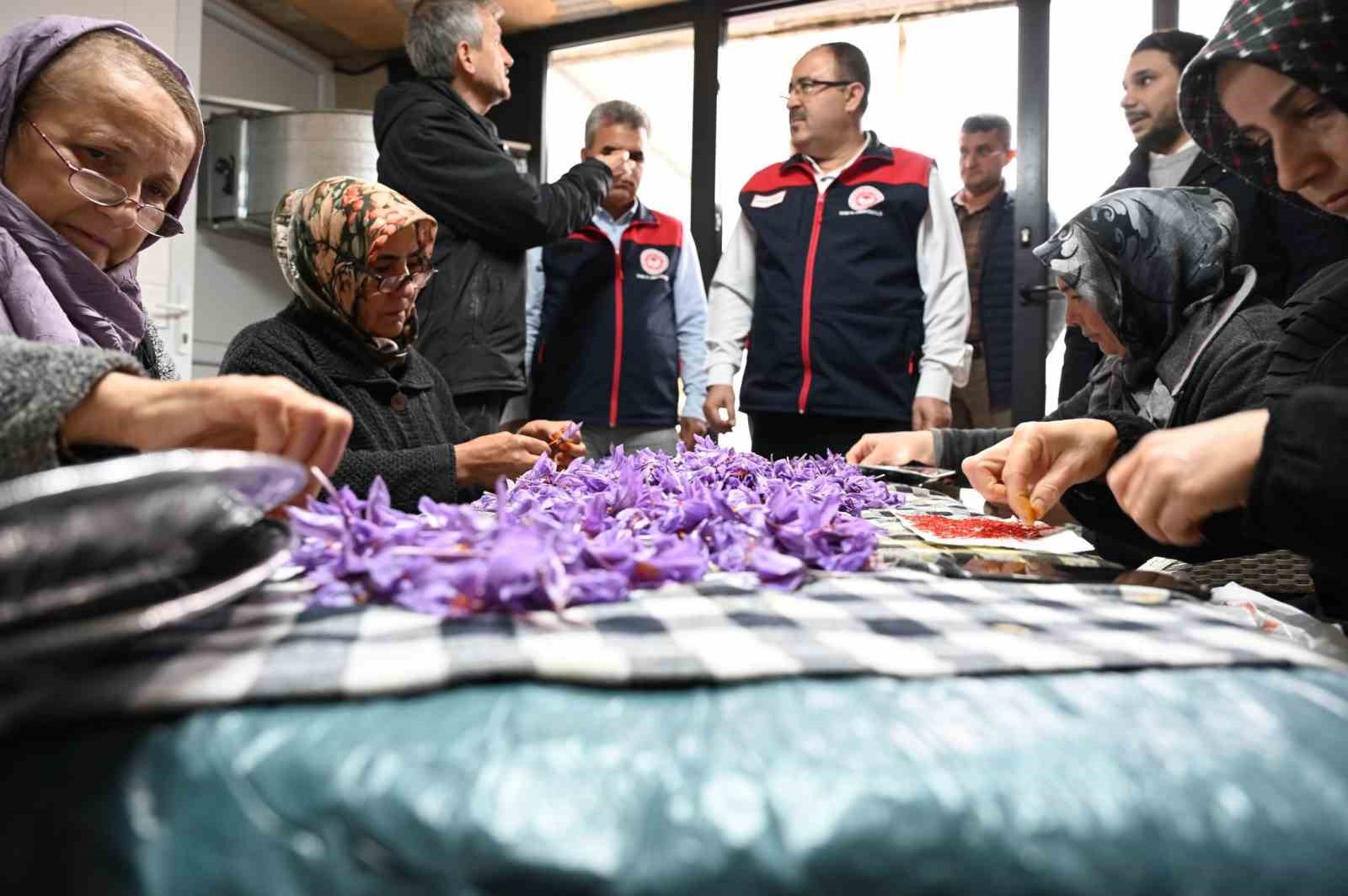 Türkiye’de ilk kez uygulanan topraksız dikey tarım safran tesisinde hasat başladı
