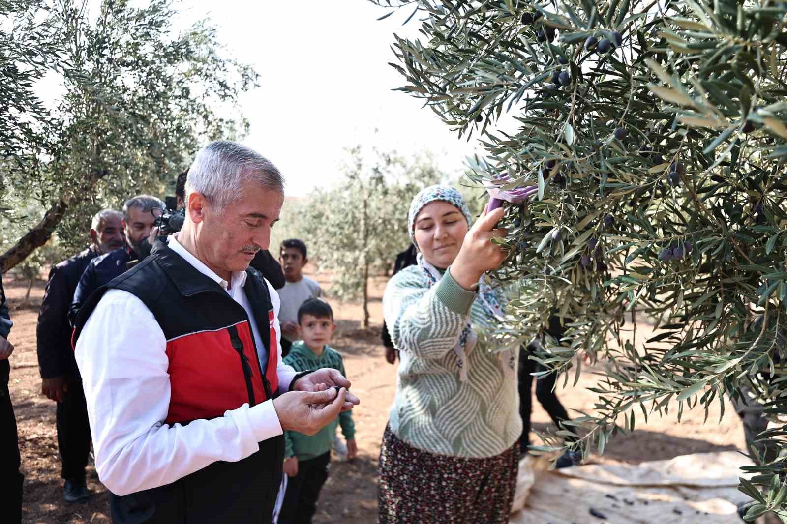 Tahmazoğlu zeytin hasadına katıldı
