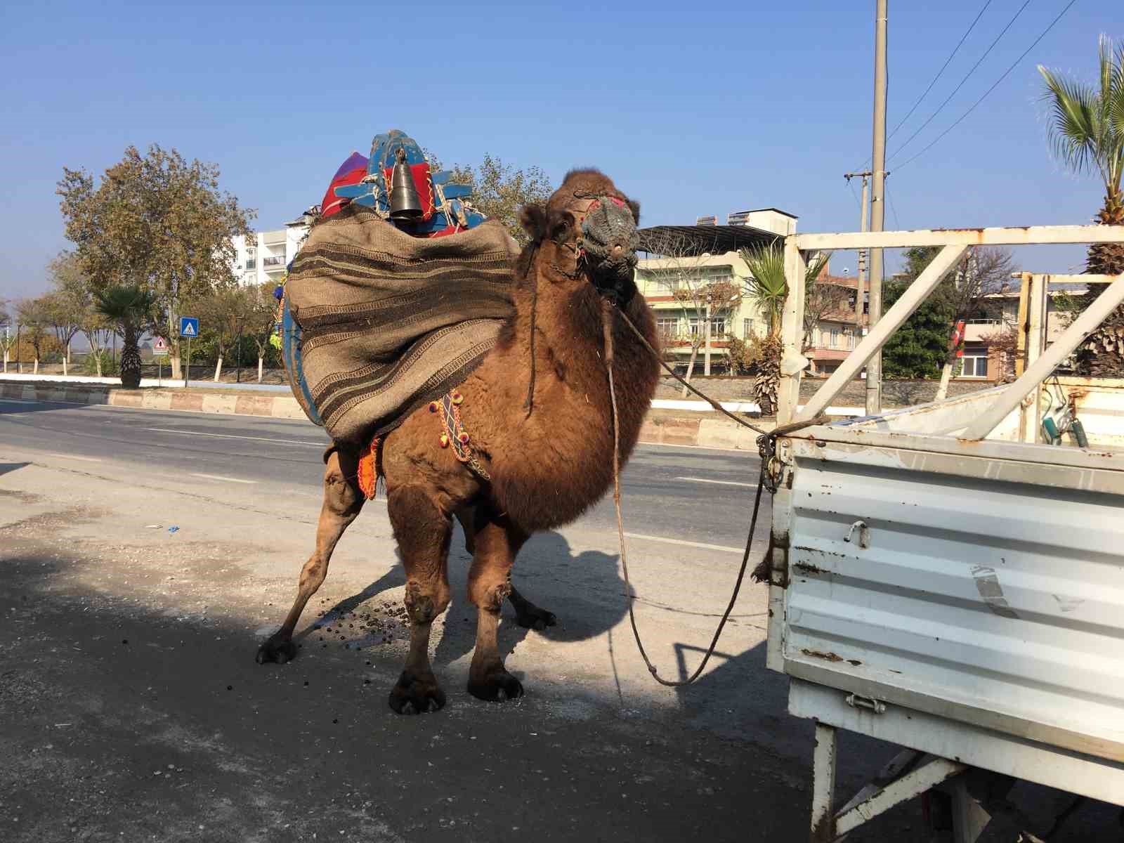 Güreşler için her gün 10 kilometre yürütülüyor
