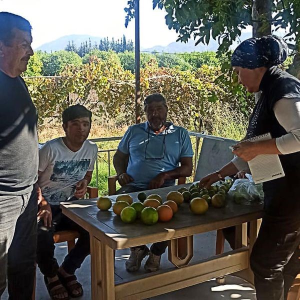 Ortaca’da limon ve greyfurt bahçelerinde incelemelerde bulunuldu
