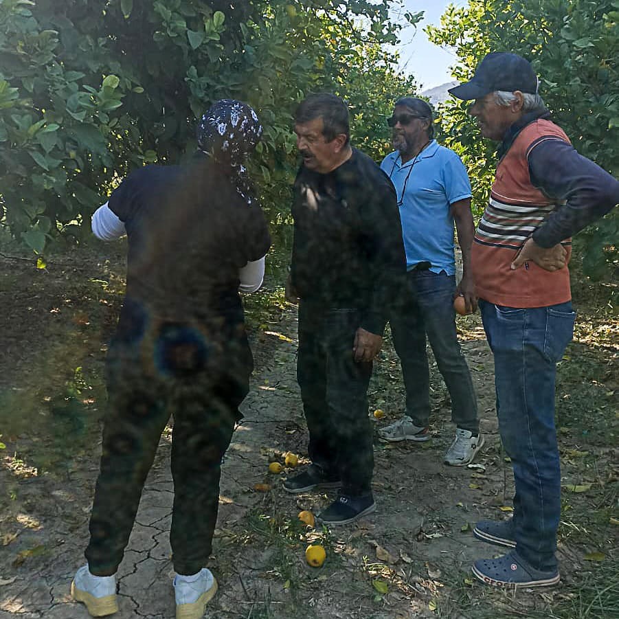 Ortaca’da limon ve greyfurt bahçelerinde incelemelerde bulunuldu
