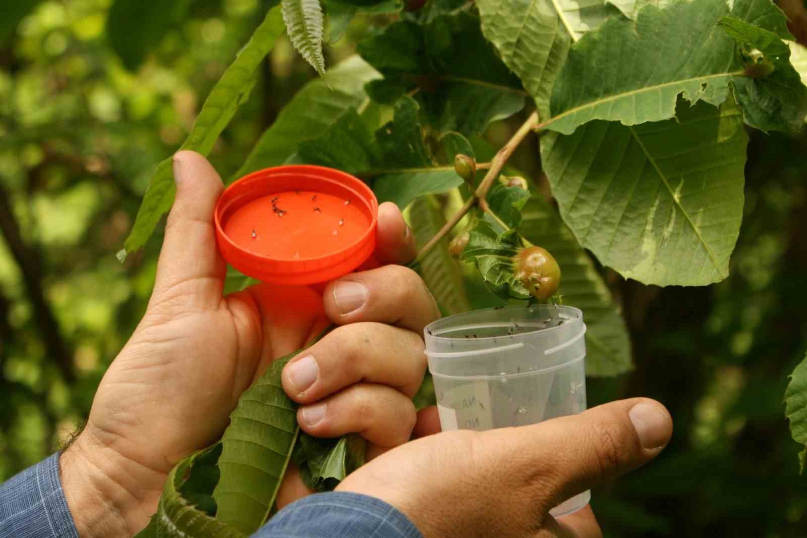 Artvin’de dev kabuk böceği ile biyolojik mücadele kapsamında 4 milyon terminatör böcek üretildi
