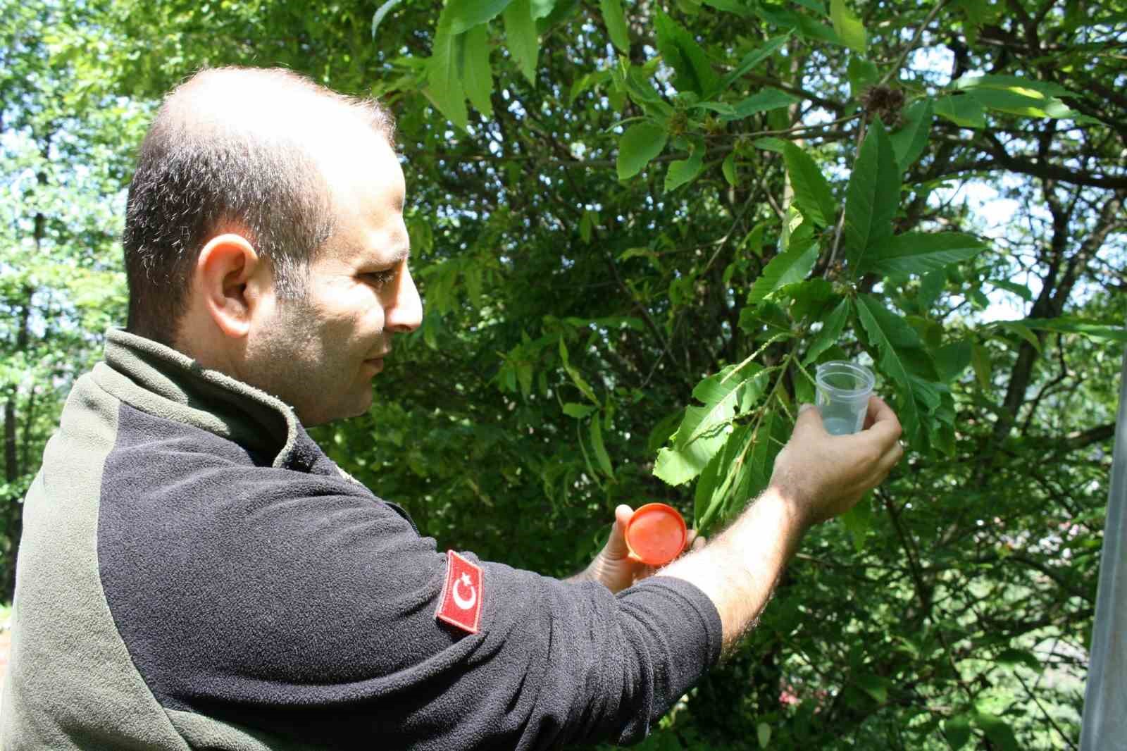 Artvin’de dev kabuk böceği ile biyolojik mücadele kapsamında 4 milyon terminatör böcek üretildi
