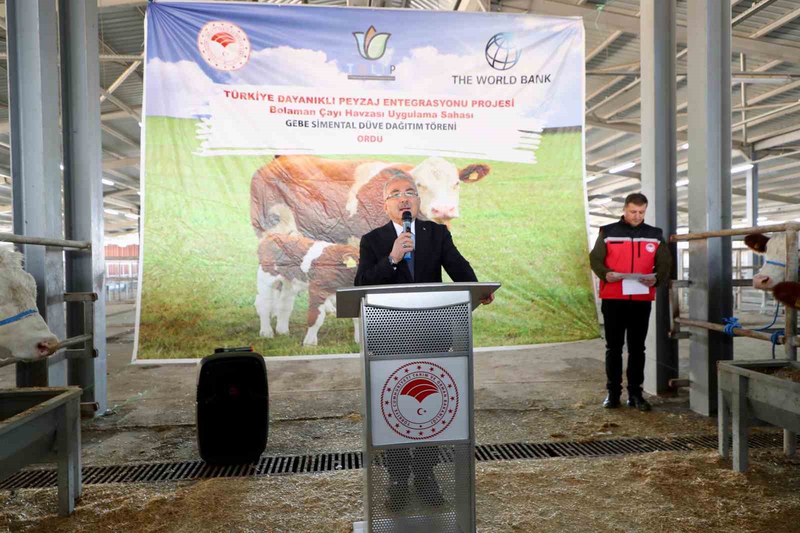 Ordu’da üreticilere gebe düve dağıtımı gerçekleştirildi
