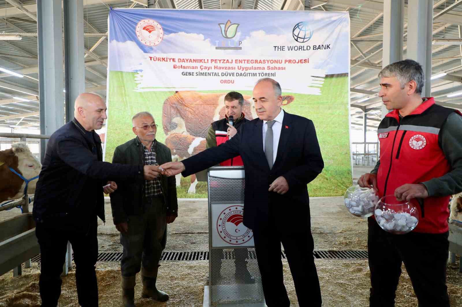 Ordu’da üreticilere gebe düve dağıtımı gerçekleştirildi
