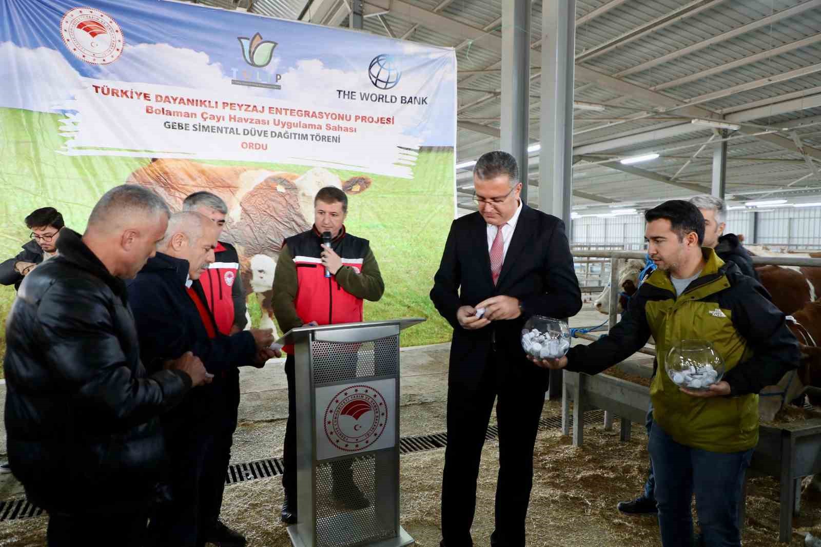 Ordu’da üreticilere gebe düve dağıtımı gerçekleştirildi
