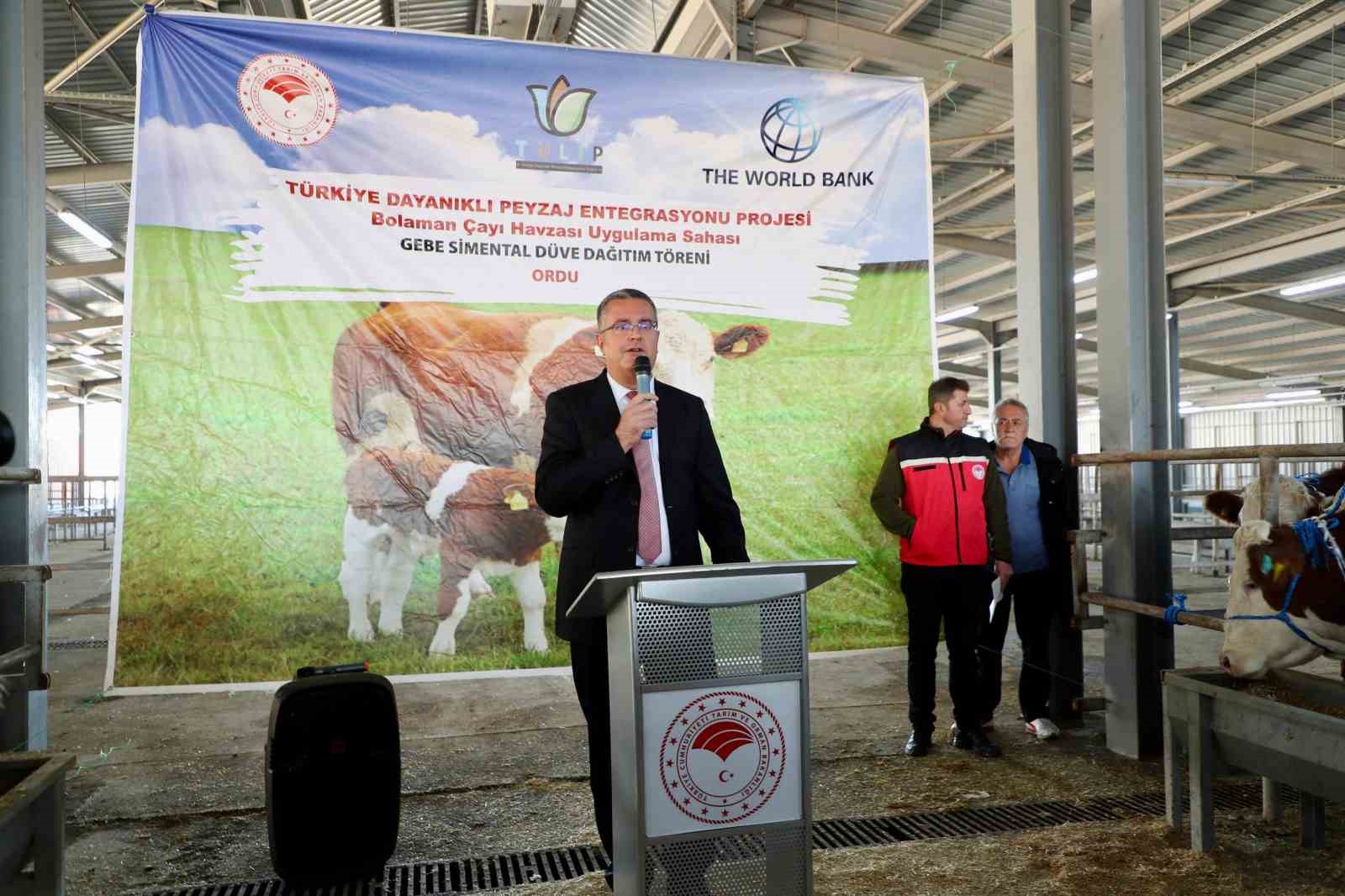 Ordu’da üreticilere gebe düve dağıtımı gerçekleştirildi
