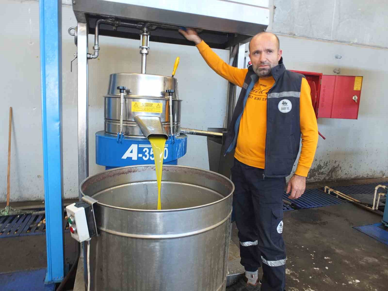 Balıkesir’de kuraklıktan büyüyemeyen zeytin yüz güldürmedi
