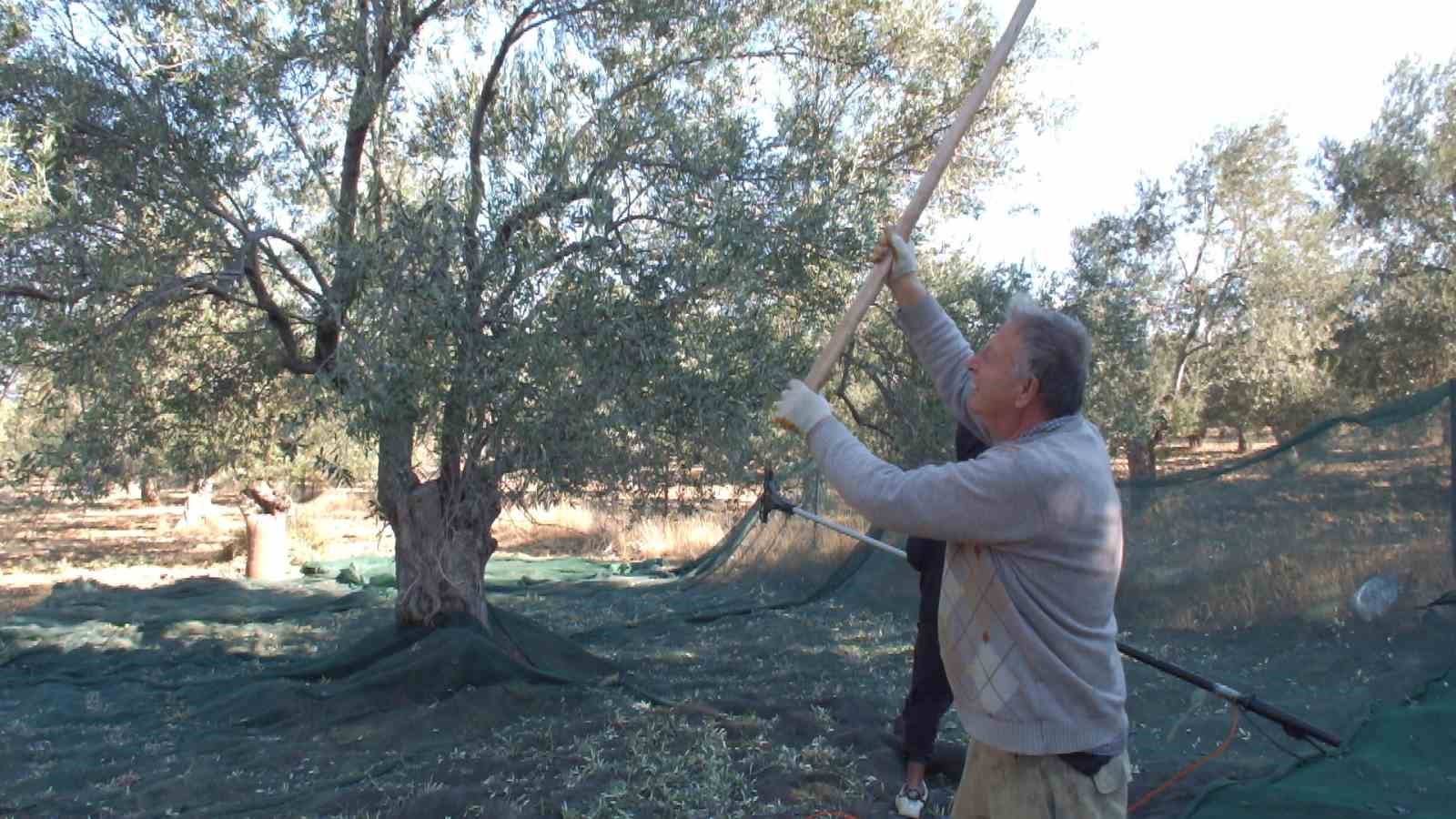 Balıkesir’de kuraklıktan büyüyemeyen zeytin yüz güldürmedi
