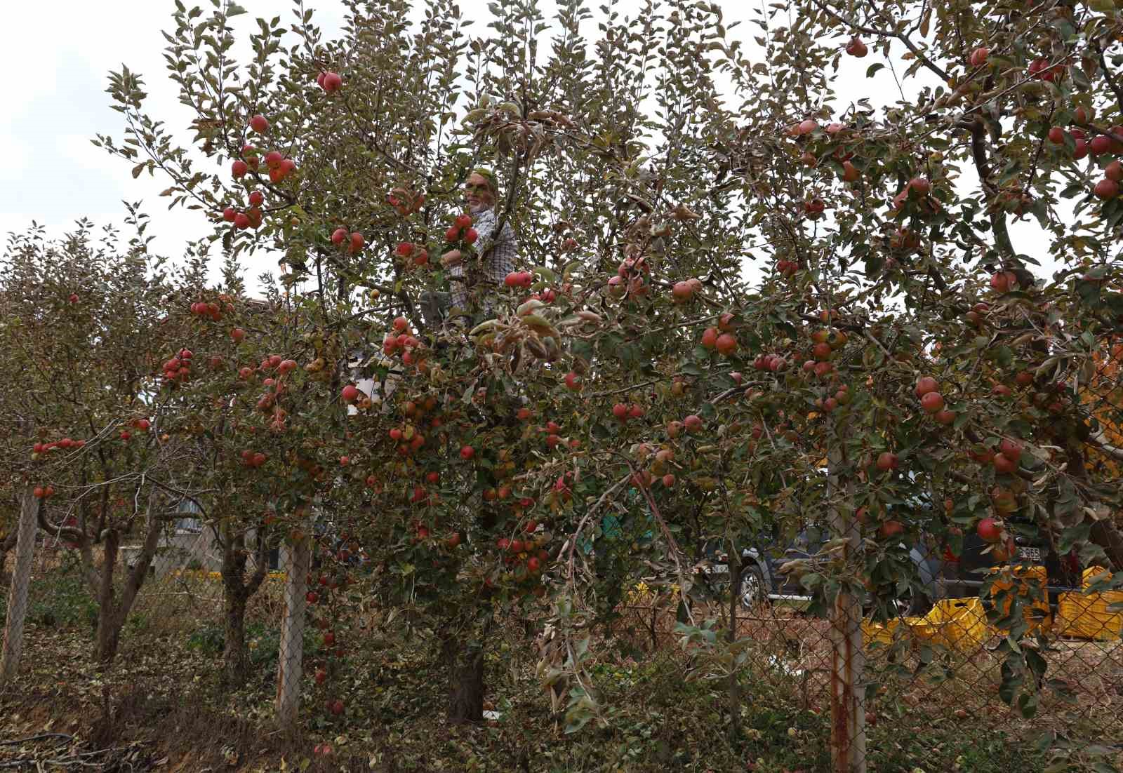 Aydın ve İzmir Yayları’nda  elma hasadı tamamlandı
