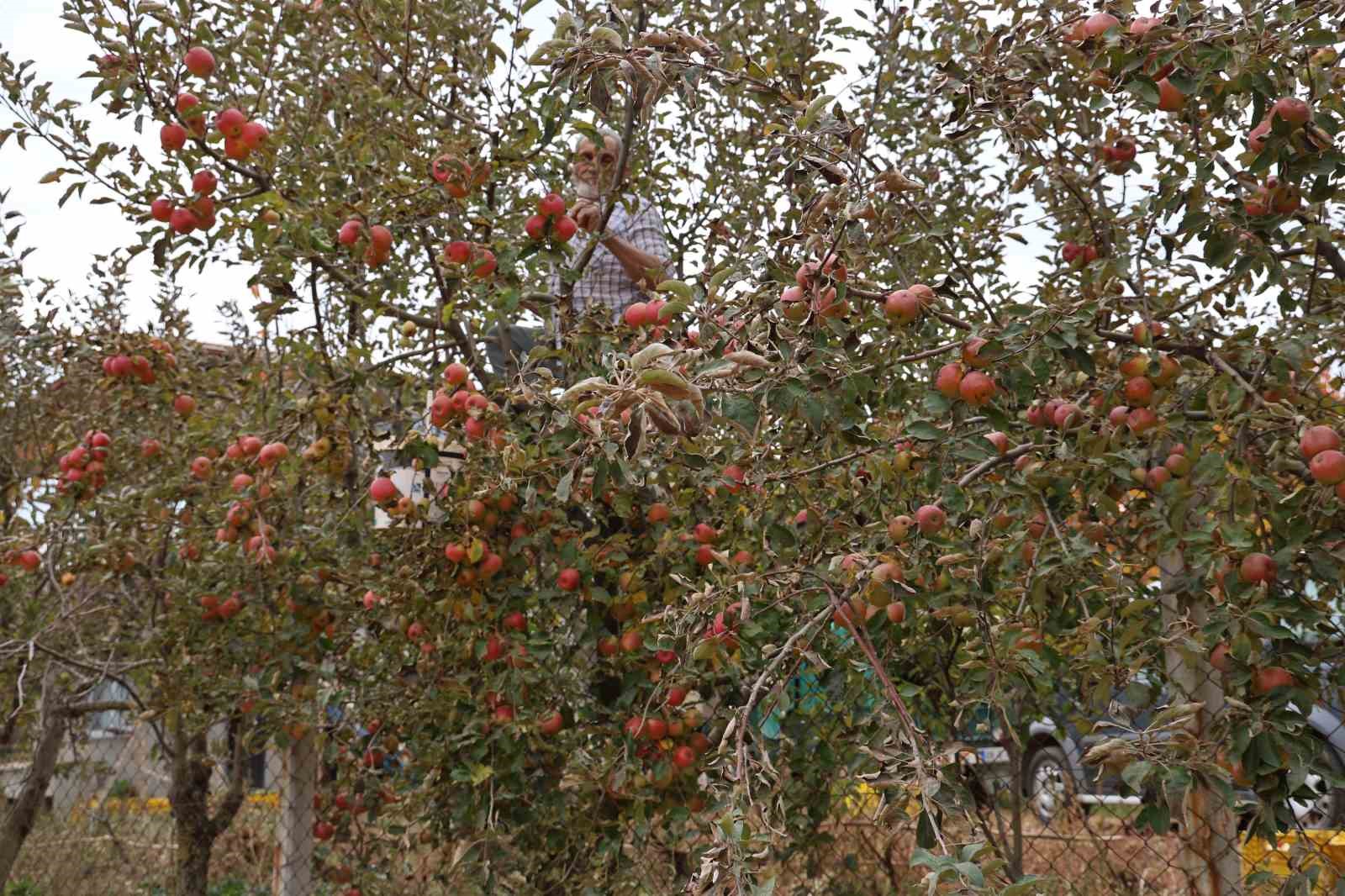 Aydın ve İzmir Yayları’nda  elma hasadı tamamlandı
