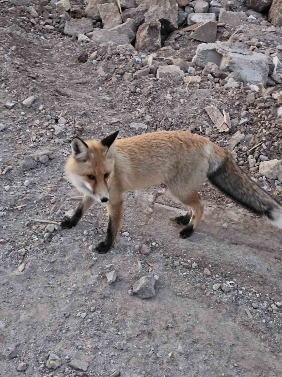 Tunceli’de bir tilki, kedilerin mamalarına ortak oluyor
