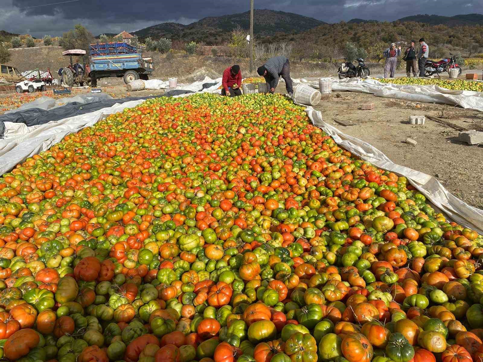 Yeşilken toplanıyor, renk alınca satışa sunuluyor
