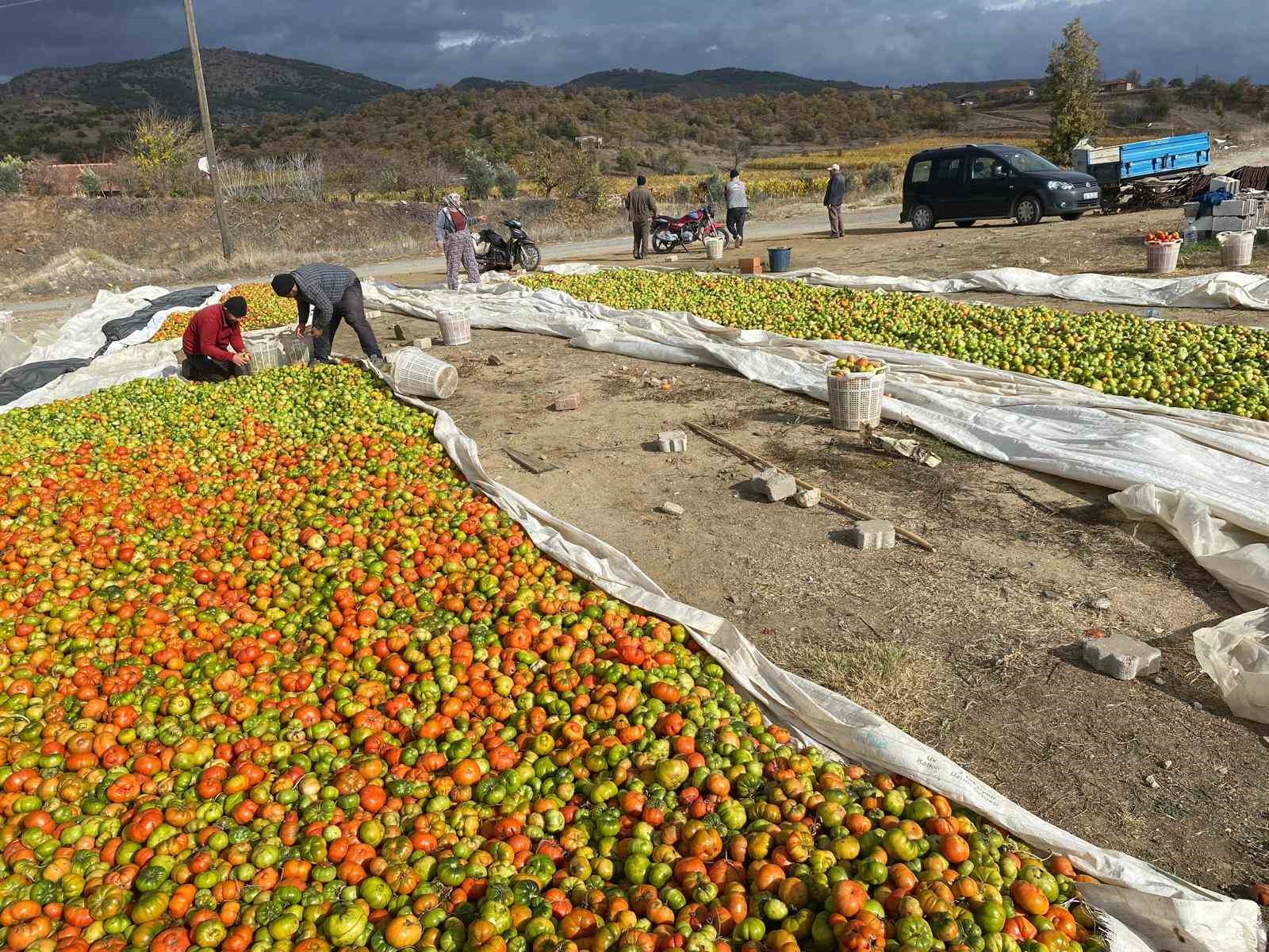 Yeşilken toplanıyor, renk alınca satışa sunuluyor
