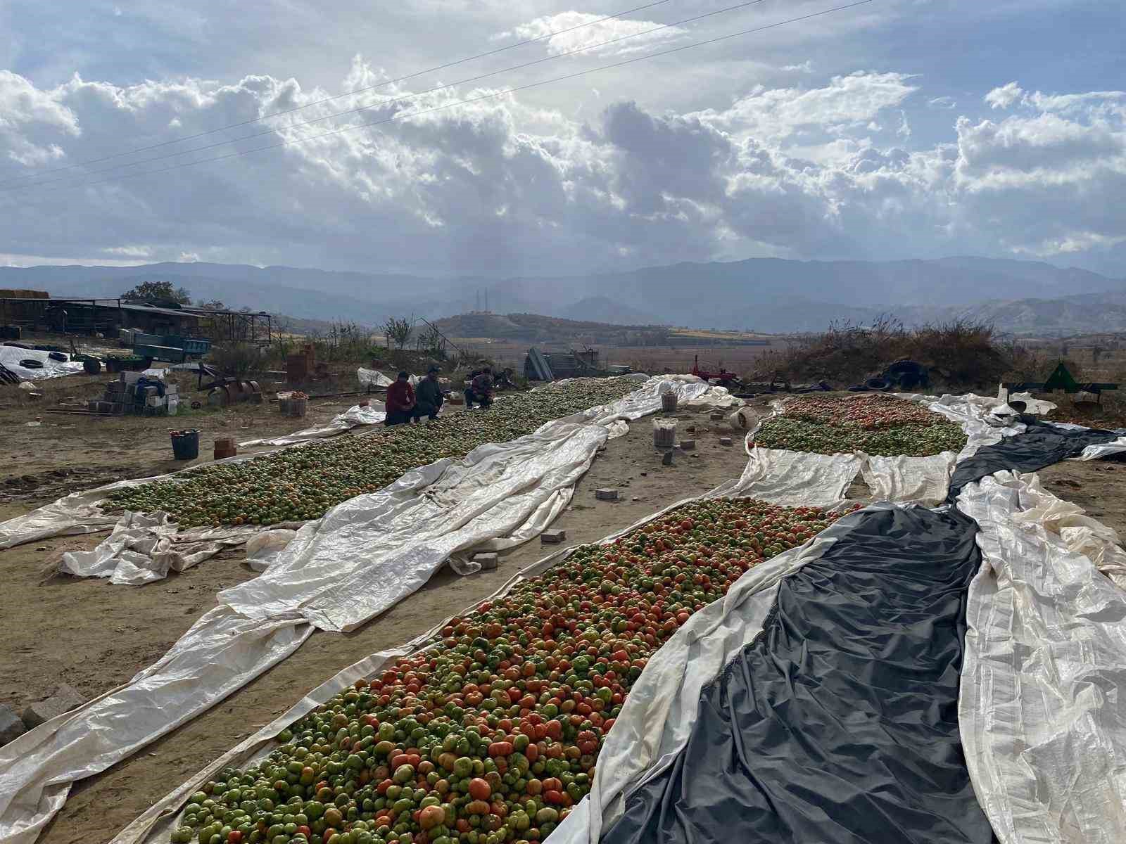 Yeşilken toplanıyor, renk alınca satışa sunuluyor
