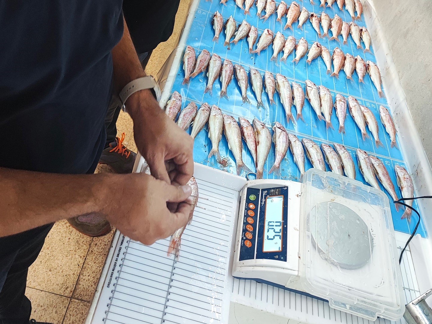 Ege ve Akdeniz’de balıkçılığı izleme çalışmaları Muğla’da devam ediyor
