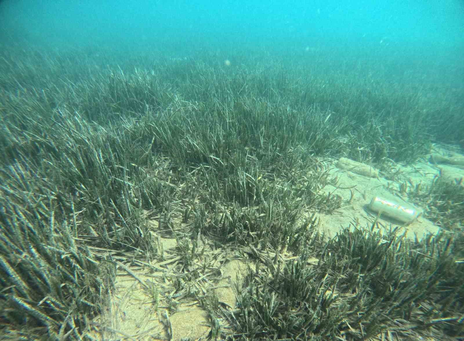 Doğu Akdeniz’de deniz çayırlarının son kalesi: Aydıncık
