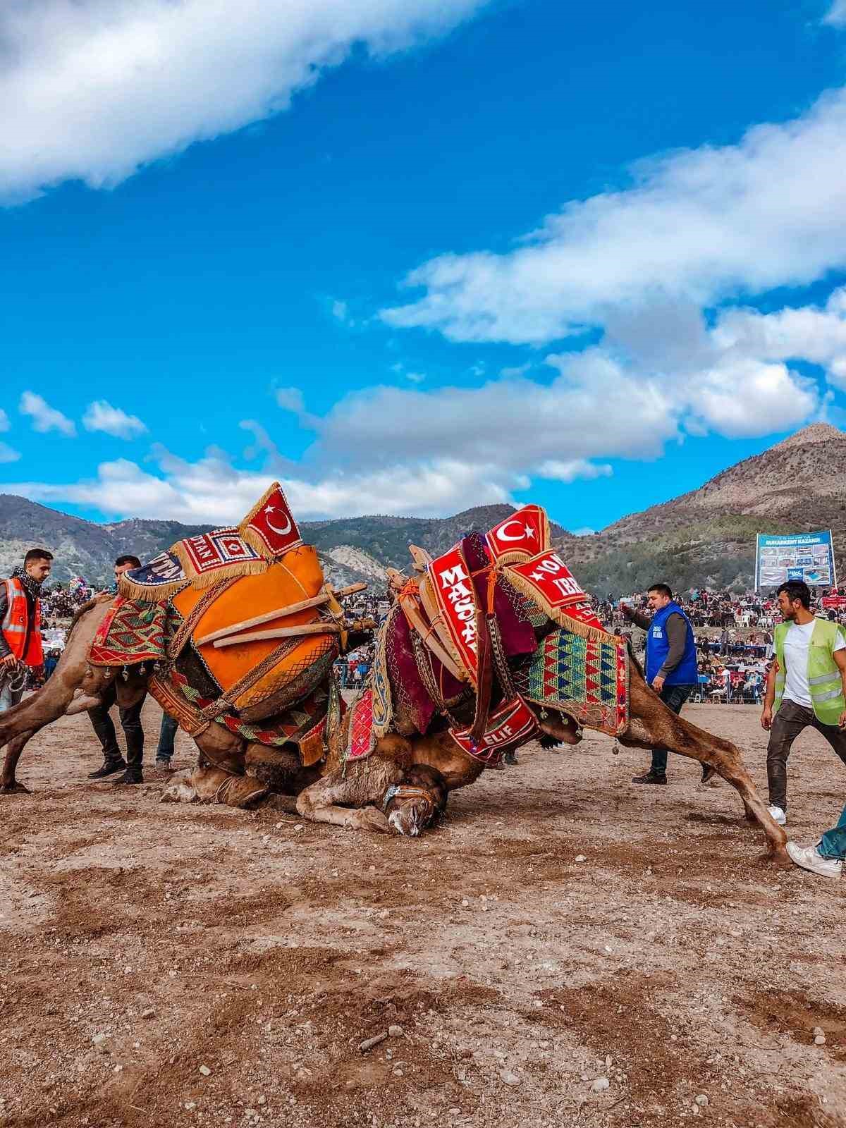 Kuyucak’ta deve güreşi şenlikleri yapılacak
