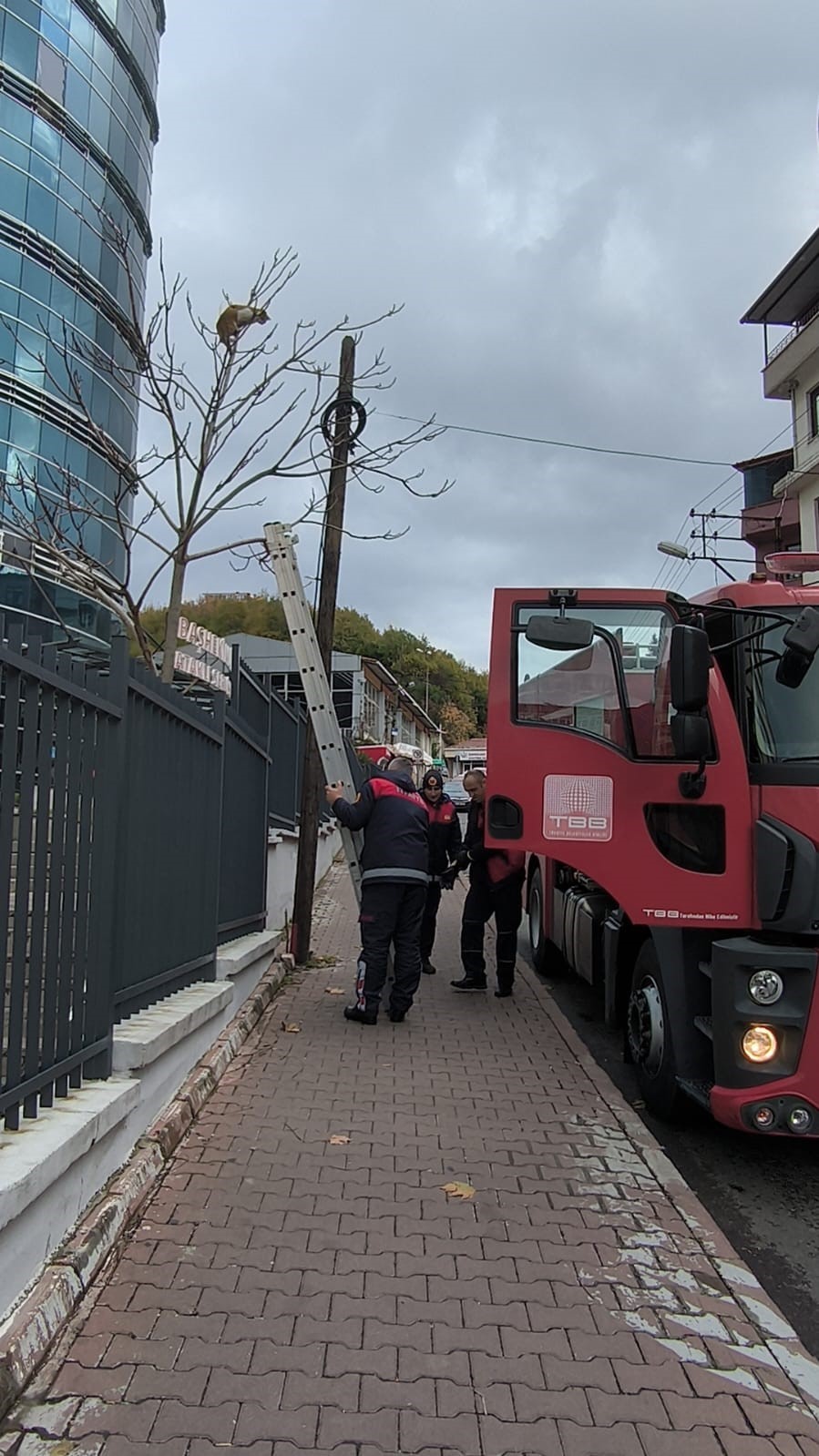 Ağaçta mahsur kalan kediyi ekipler kurtardı
