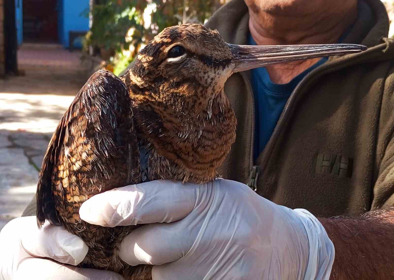 Bitkin orman çulluğu özgürlüğe kanat çırptı
