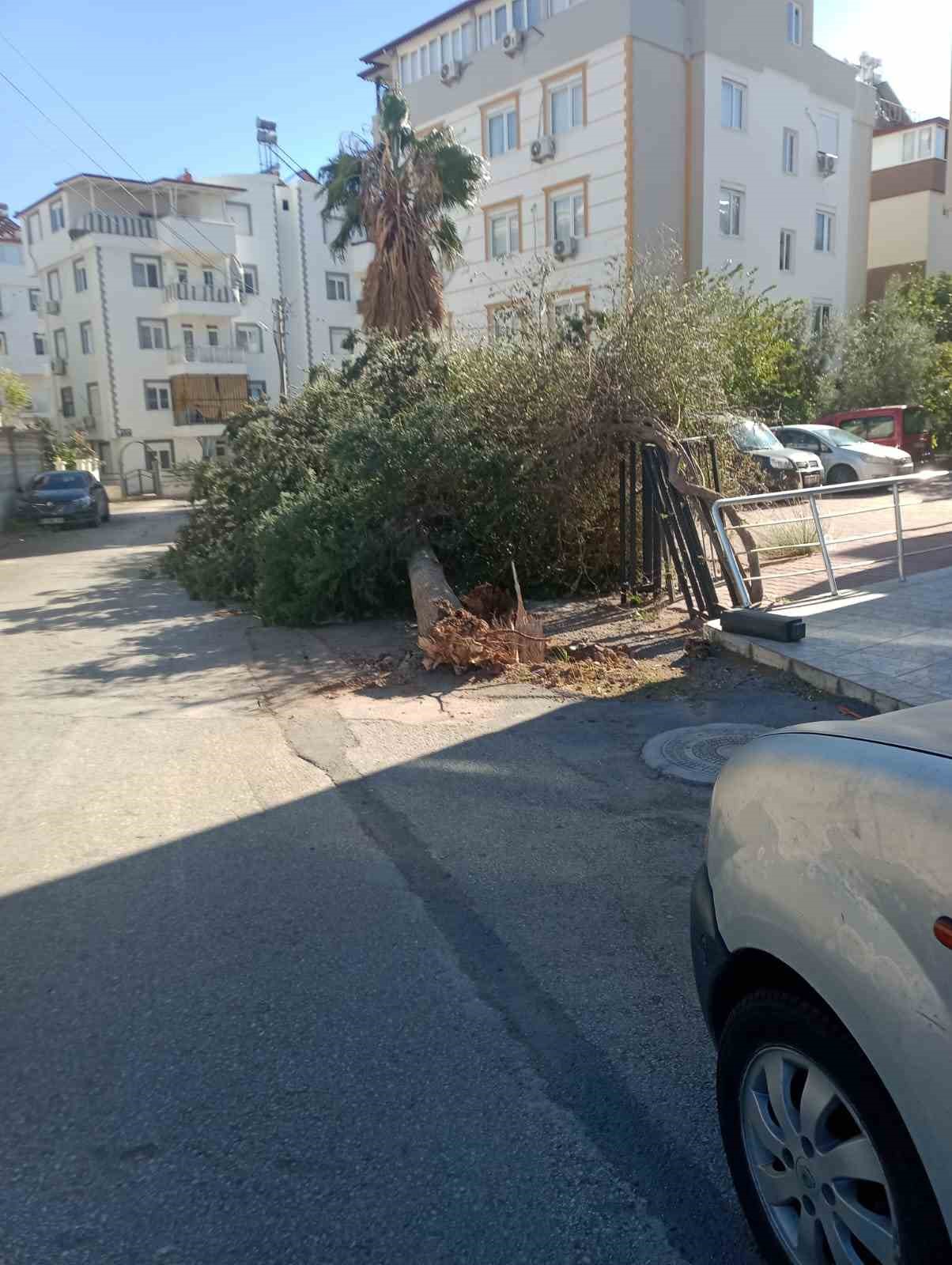 Antalya’da fırtınaya dayanamayan ağaç park halindeki aracın üzerine devrildi
