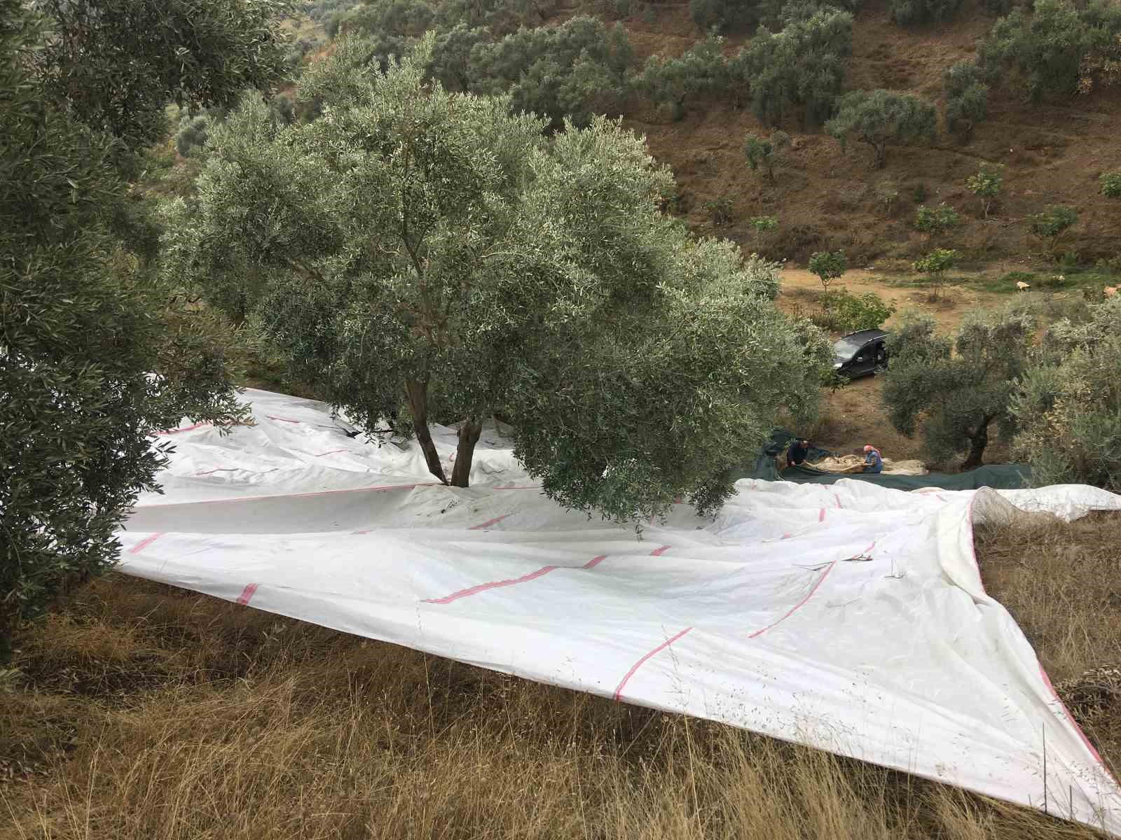 Günlük 3 bin liraya çalışacak zeytin işçisi bulunamıyor
