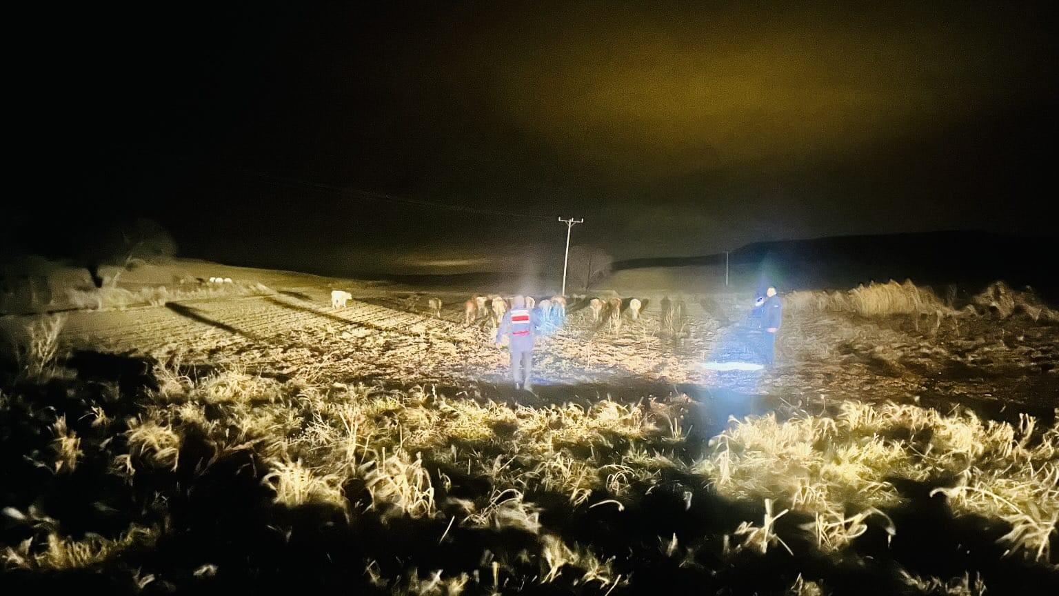 Yozgat’ta kaybolan büyükbaş hayvanlar Jandarma ekiplerince bulundu
