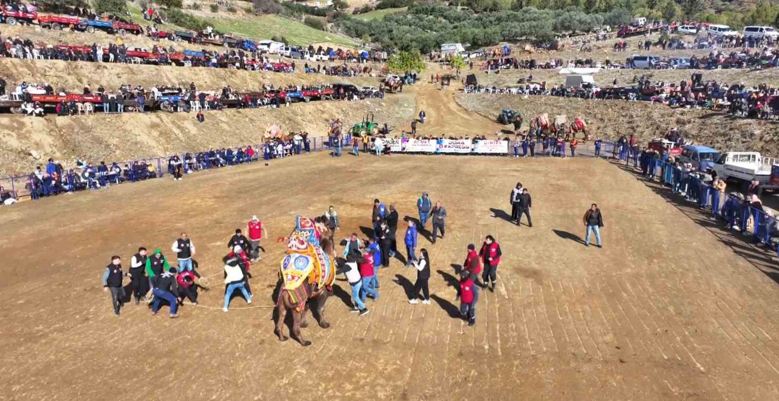 Kuyucak’ta pehlivan develer şampiyonluk için güreşti
